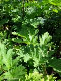 Heracleum mantegazzianum