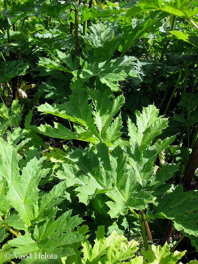 Изображение особи Heracleum mantegazzianum.