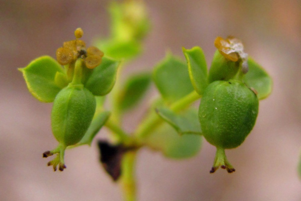 Изображение особи Euphorbia stepposa.