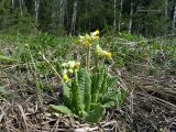 Primula veris. Цветущие растения на опушке леса. Московская обл., Раменский р-н, Хрипань. 03.05.2004.