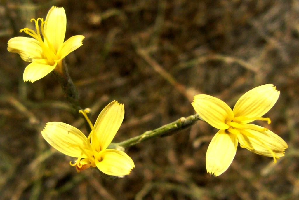 Image of Scariola orientalis specimen.