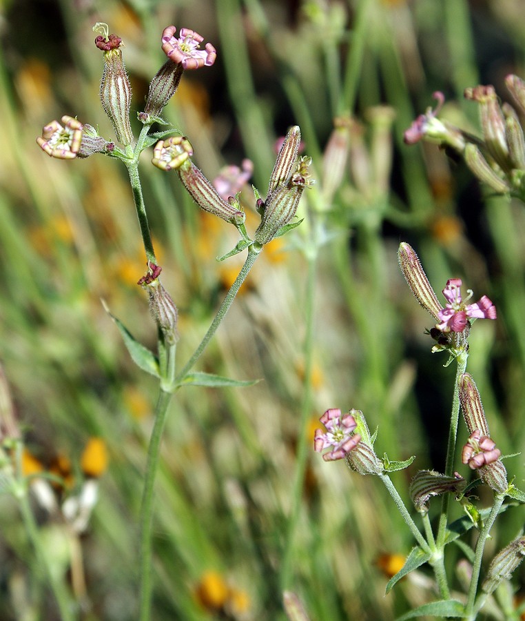 Image of Silene brahuica specimen.