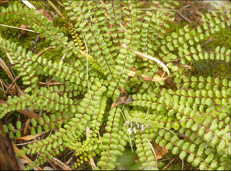 Изображение особи Asplenium trichomanes.