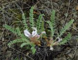 Astragalus testiculatus