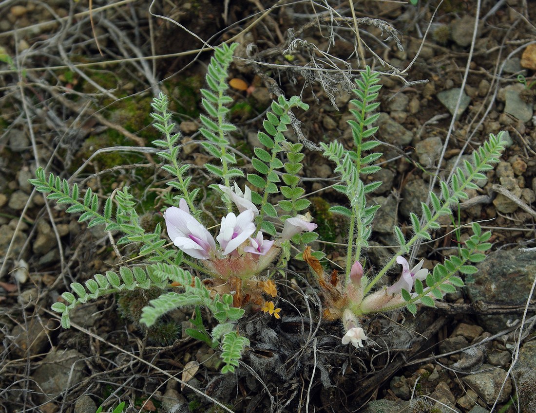 Изображение особи Astragalus testiculatus.