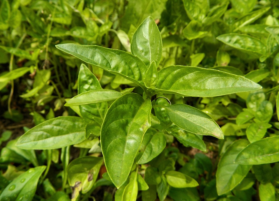 Изображение особи Ocimum basilicum.