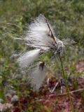 Eriophorum angustifolium