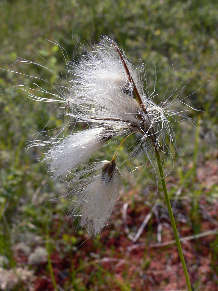 Изображение особи Eriophorum angustifolium.