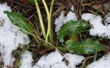 Rumex obtusifolius