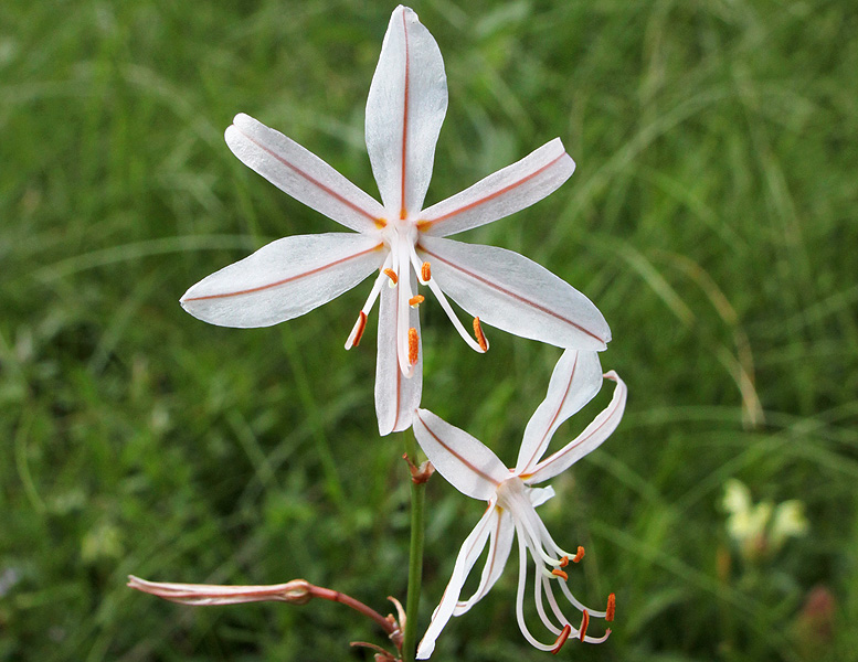 Image of Asphodeline tenuior specimen.