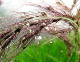 Echinochloa tzvelevii. Часть соплодия с отделившимися от оси отдельными колосками. Астрахань, о. Городской. 15.08.2011.