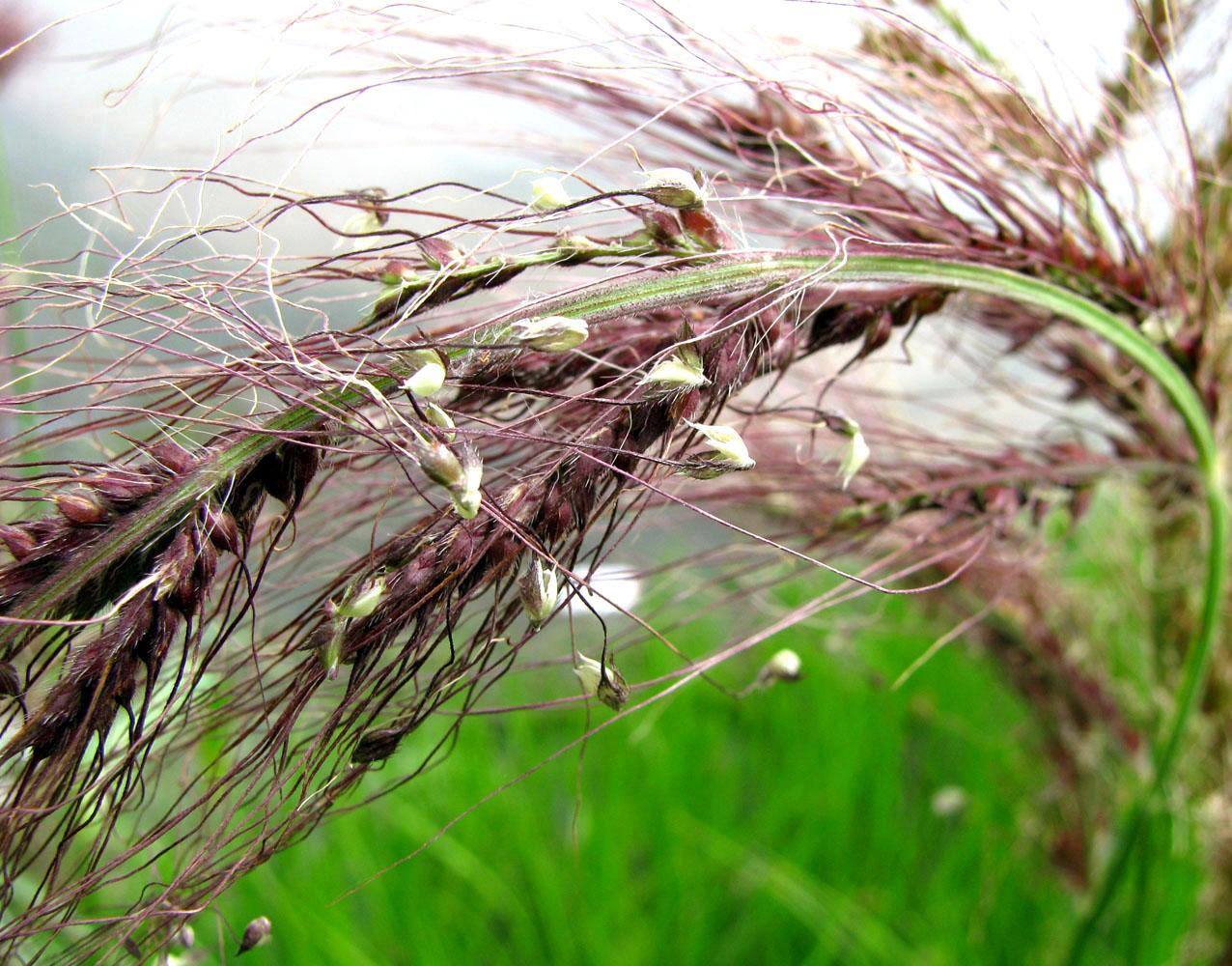 Изображение особи Echinochloa tzvelevii.