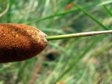 Typha laxmannii. Верхушка женского соцветия. Астраханская обл., Нариманский р-н, ильмень Япрок у с. Тамбовка. 19.08.2010.