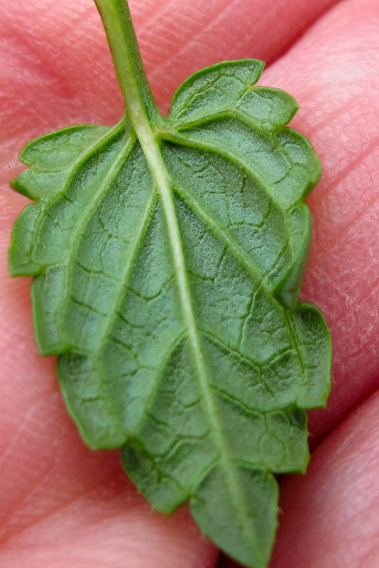 Image of Prasium majus specimen.
