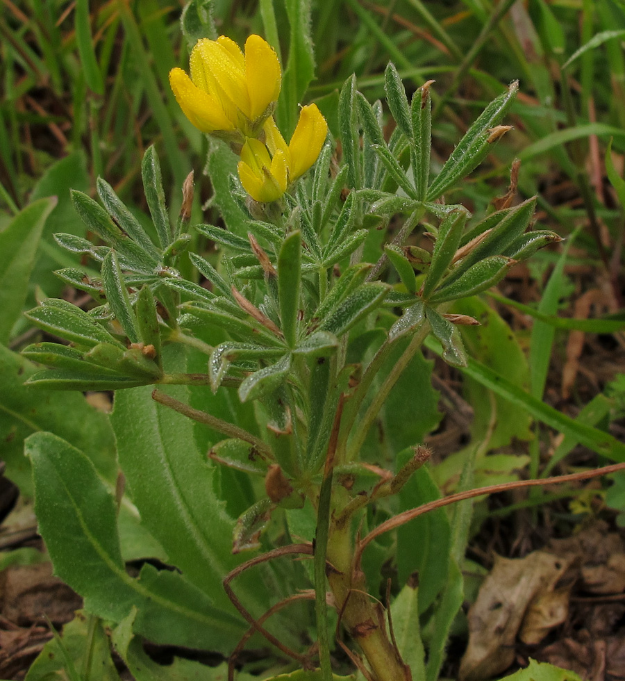 Изображение особи Lupinus luteus.