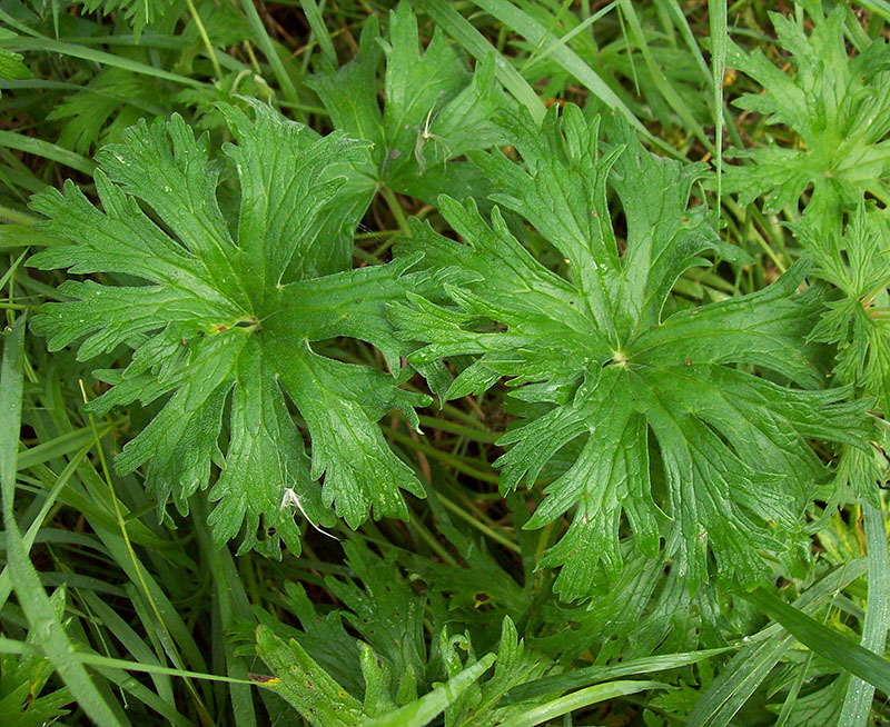 Image of Geranium pratense specimen.