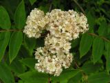 род Sorbus