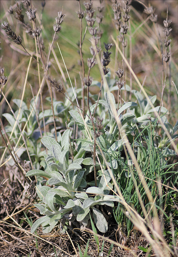 Image of Sideritis euxina specimen.