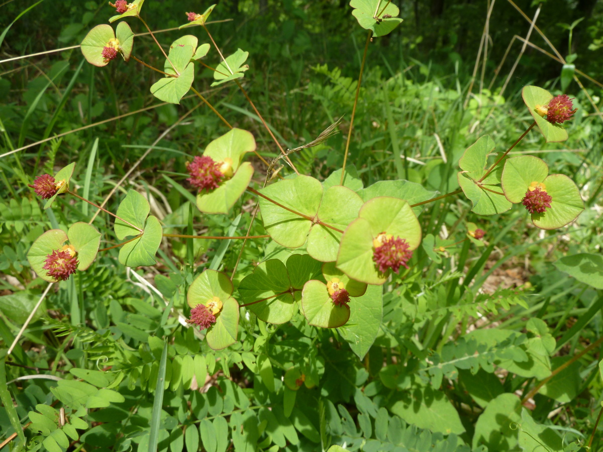 Изображение особи Euphorbia squamosa.