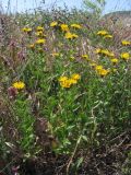 Inula aspera