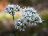 Gypsophila fastigiata