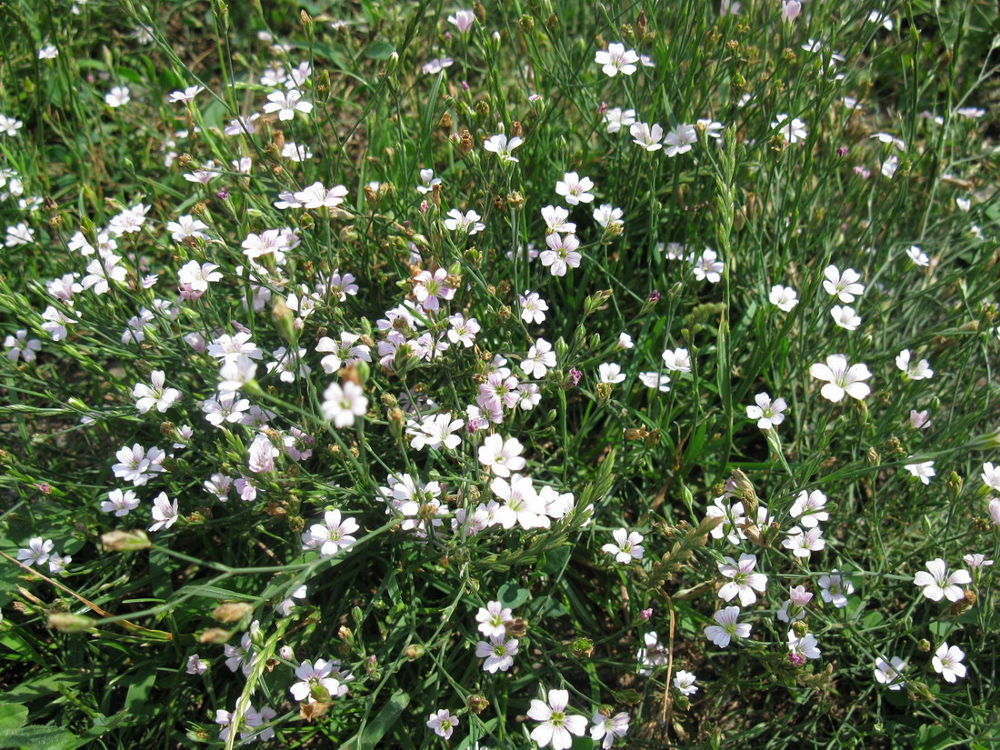 Изображение особи Petrorhagia saxifraga.