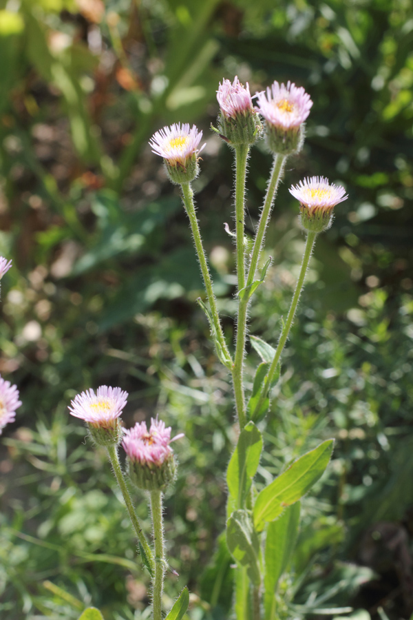 Изображение особи Erigeron pseudoseravschanicus.