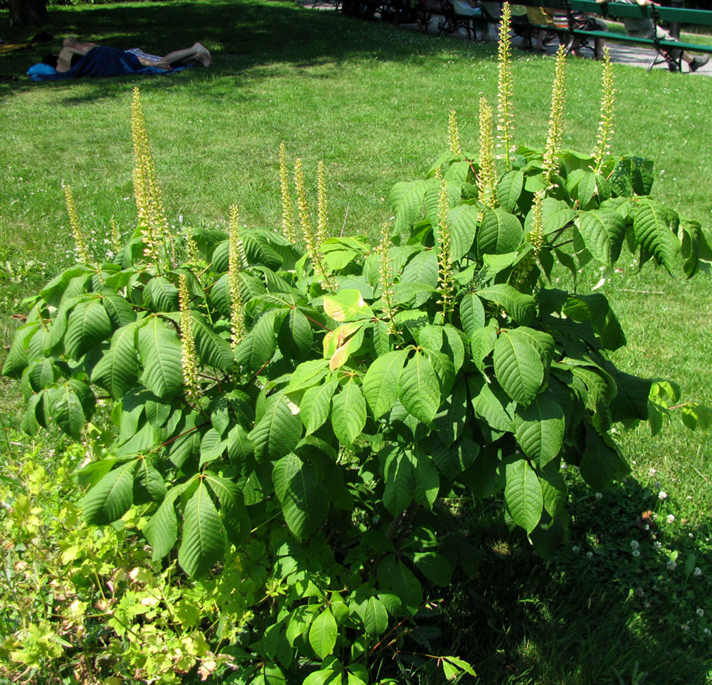 Image of Aesculus parviflora specimen.