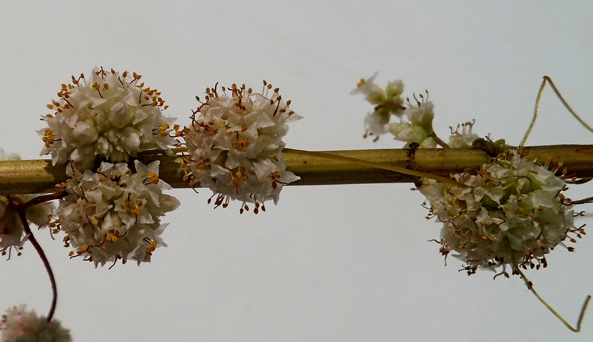 Изображение особи Cuscuta epithymum.