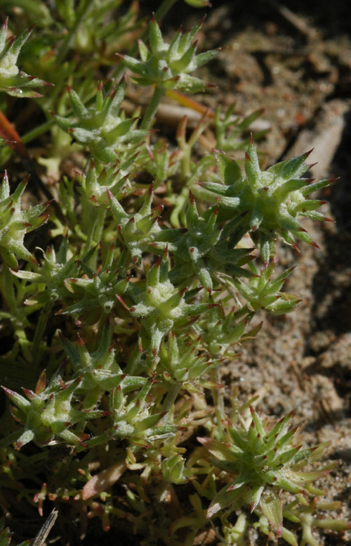 Изображение особи Ceratocephala orthoceras.