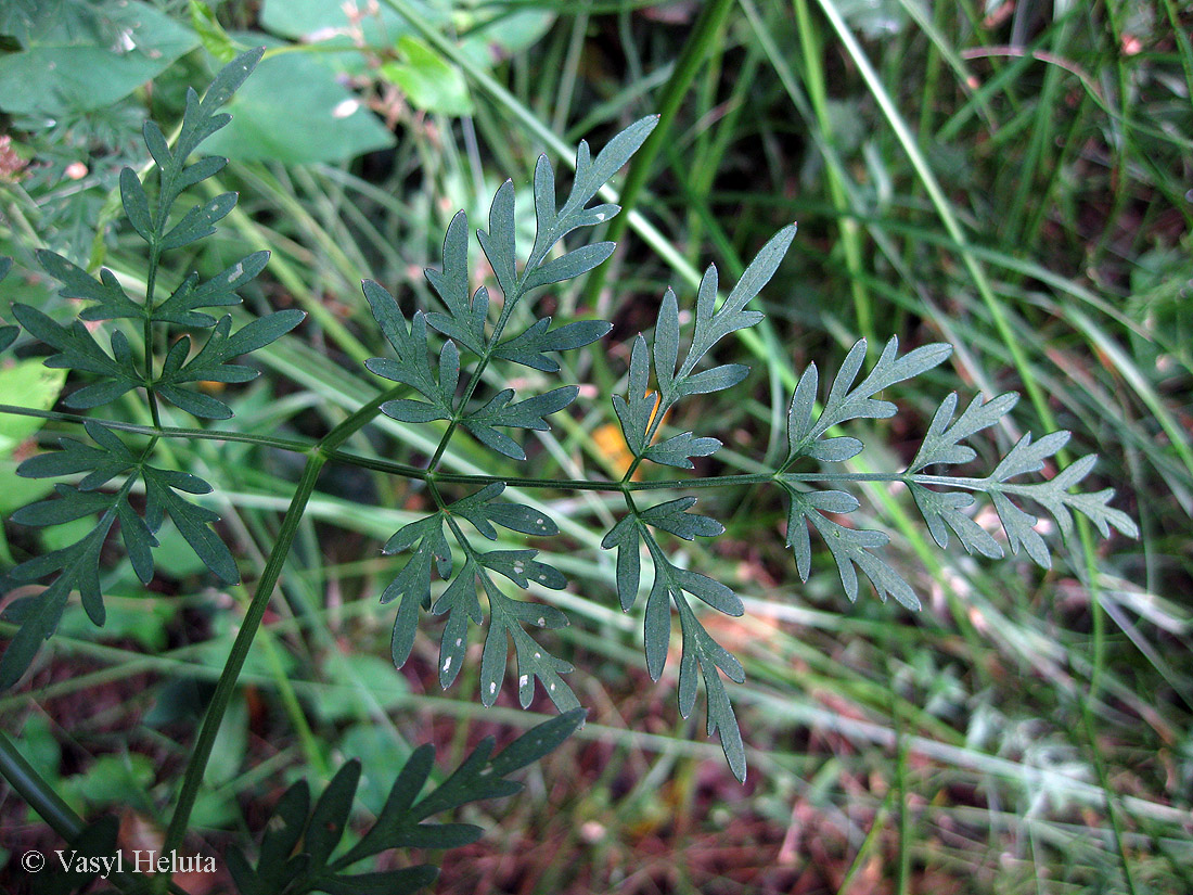 Изображение особи Thyselium palustre.