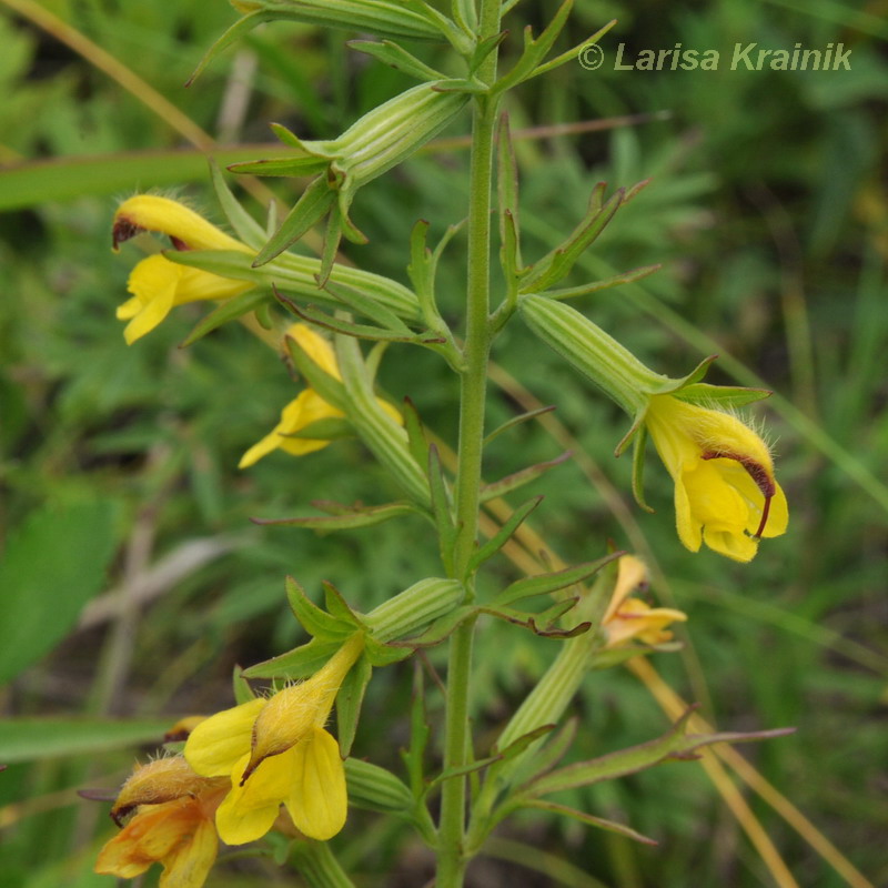 Изображение особи Siphonostegia chinensis.