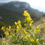 Linaria genistifolia