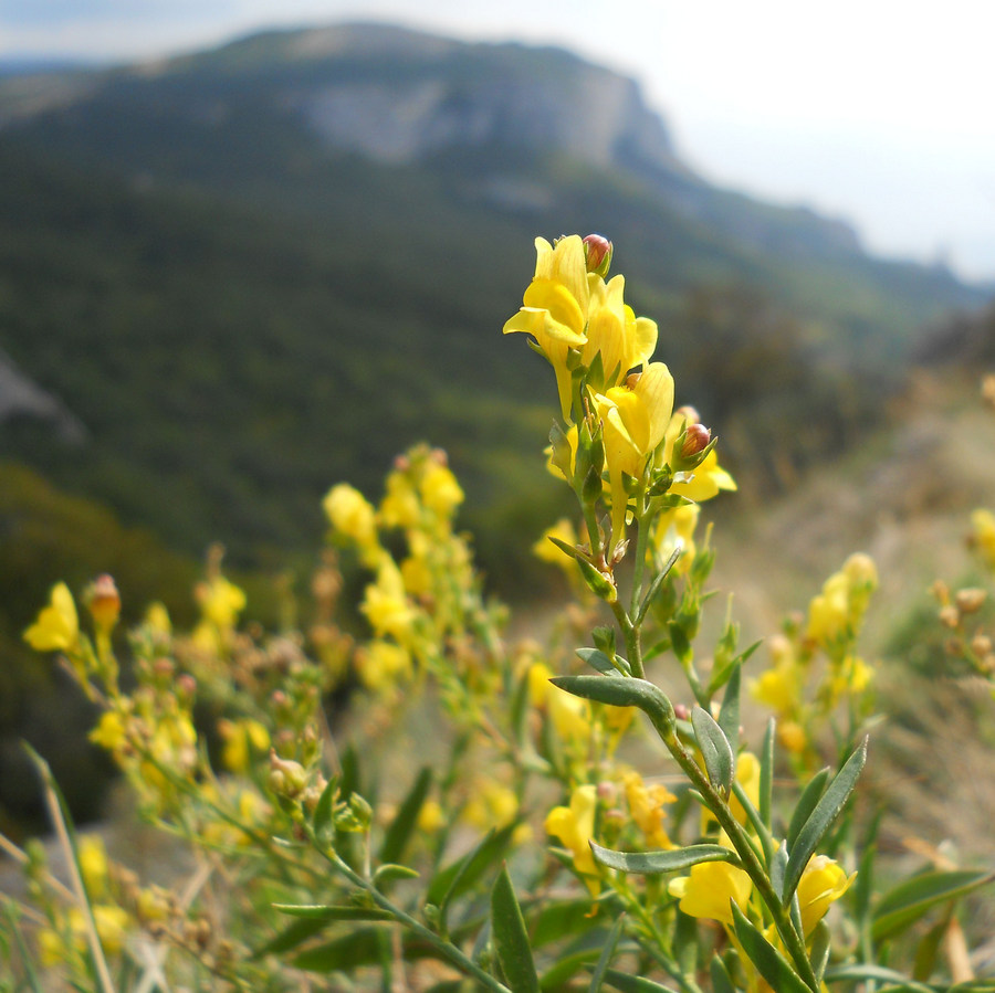 Image of Linaria genistifolia specimen.