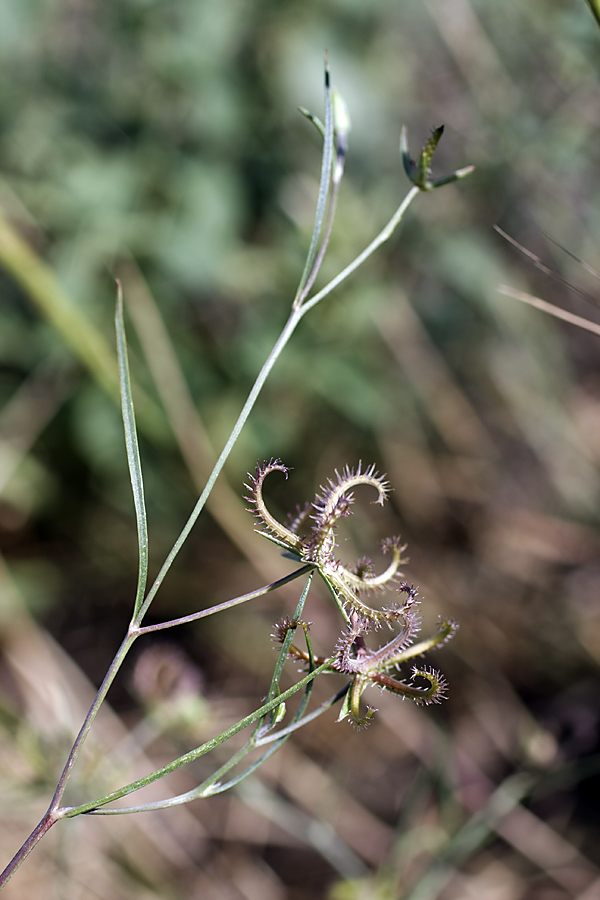 Image of Koelpinia linearis specimen.