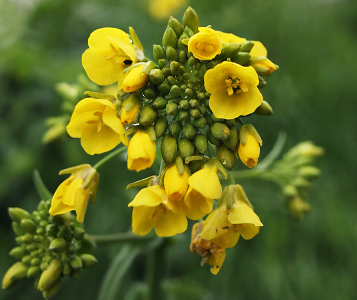 Изображение особи Brassica campestris.