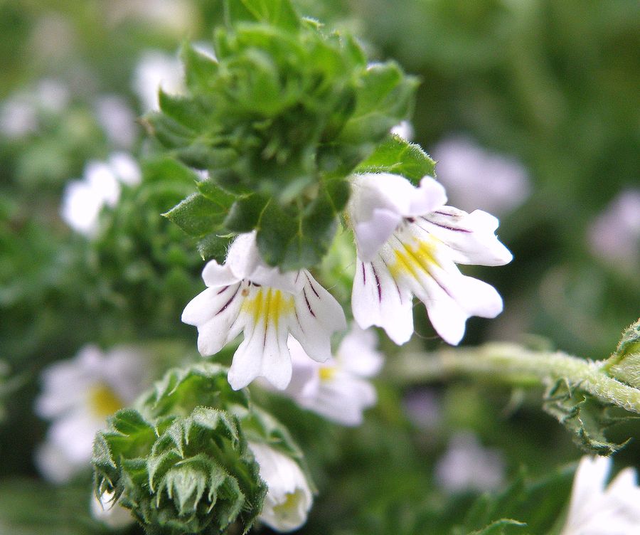 Изображение особи Euphrasia officinalis.