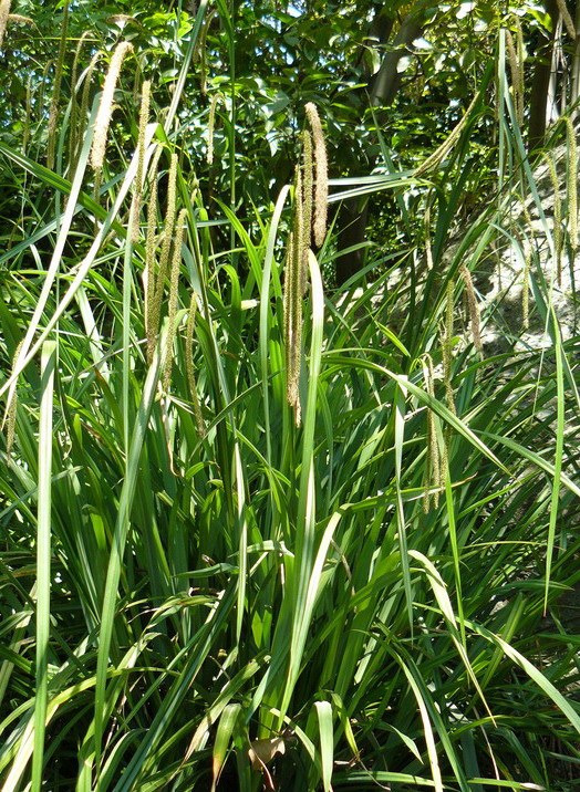 Image of Carex pendula specimen.
