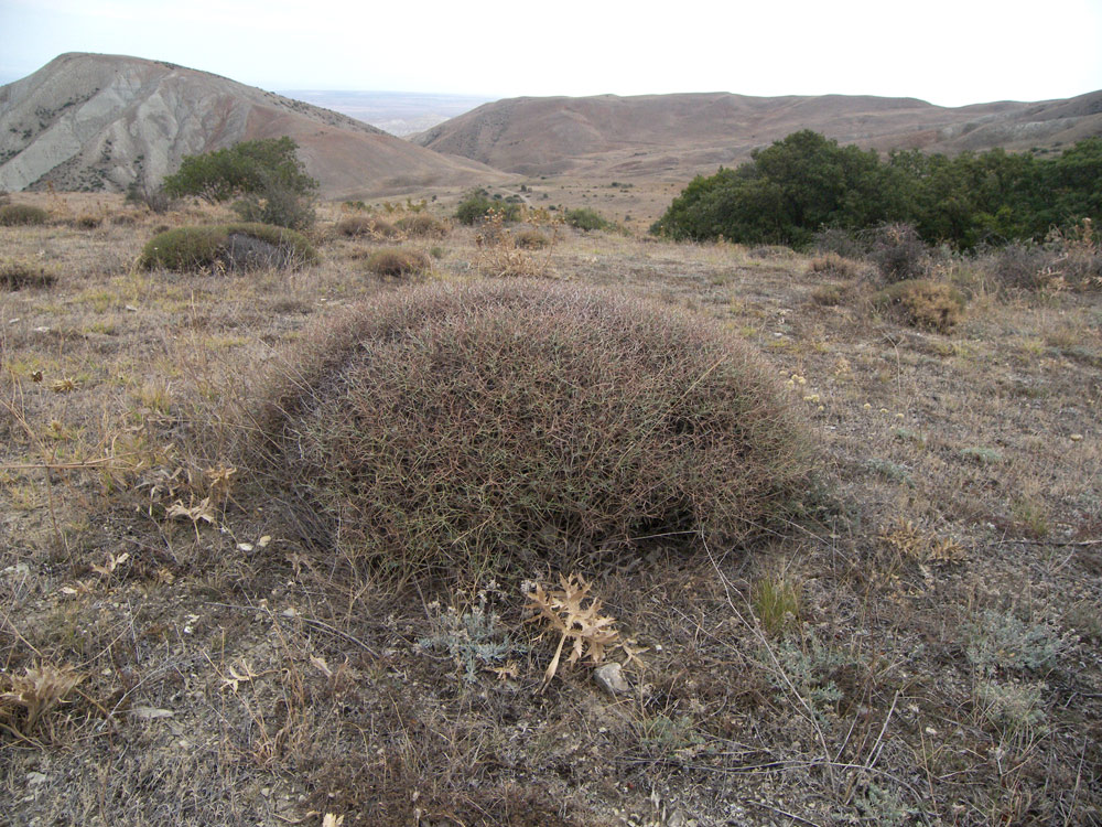 Image of Onobrychis cornuta specimen.