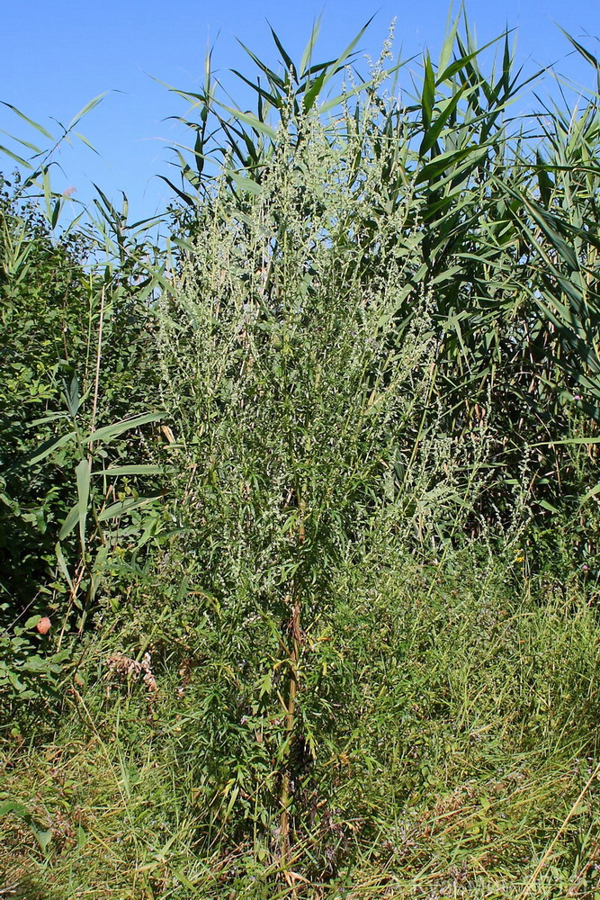 Изображение особи Artemisia vulgaris.