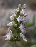 Stachys distans. Соцветие. Israel, Mount Carmel. 29.04.2008.