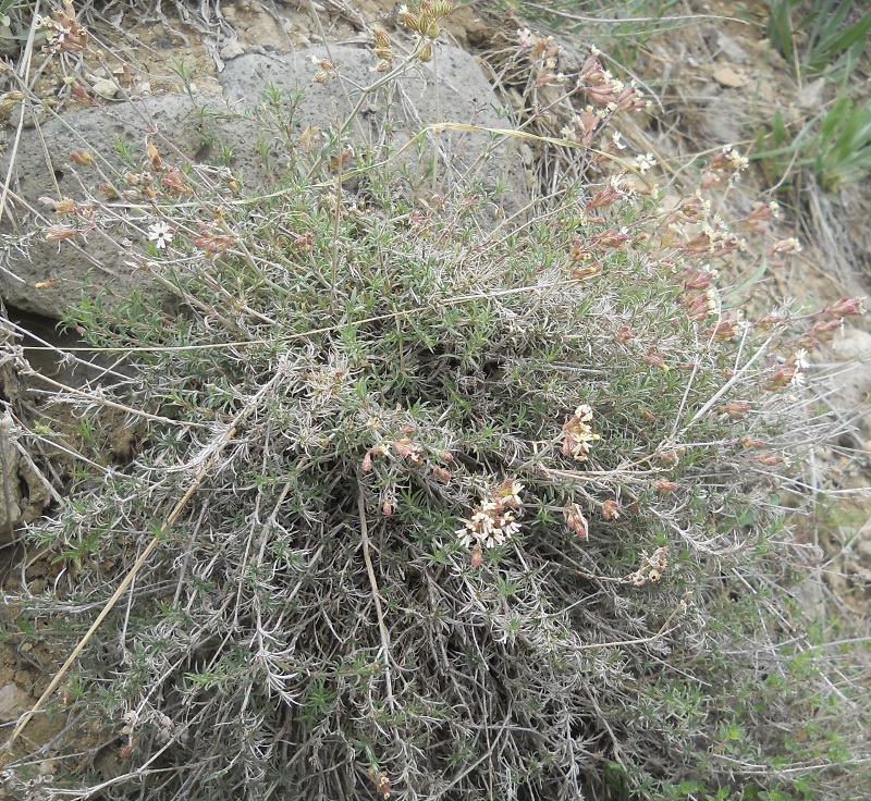 Image of Silene spergulifolia specimen.