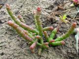 Salicornia perennans