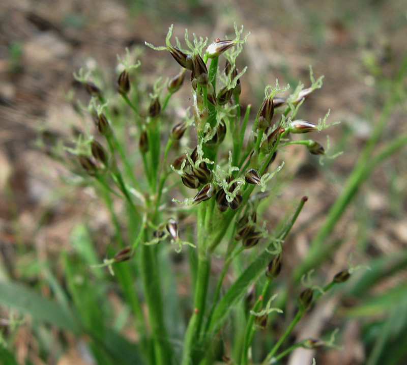 Image of Luzula pilosa specimen.