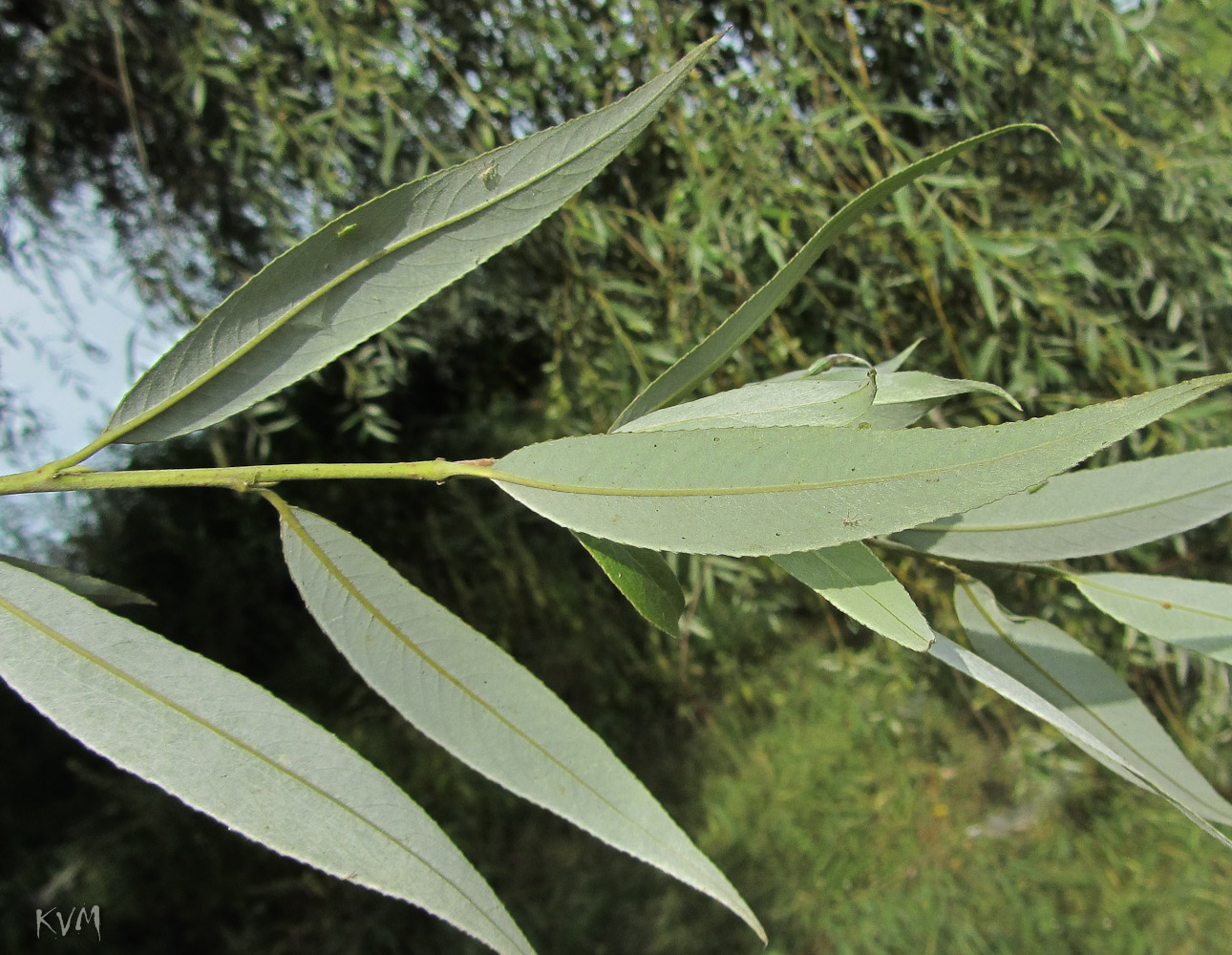 Изображение особи Salix alba.