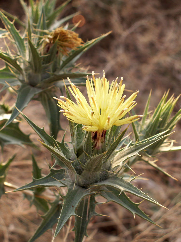 Image of Carthamus × turkestanicus specimen.