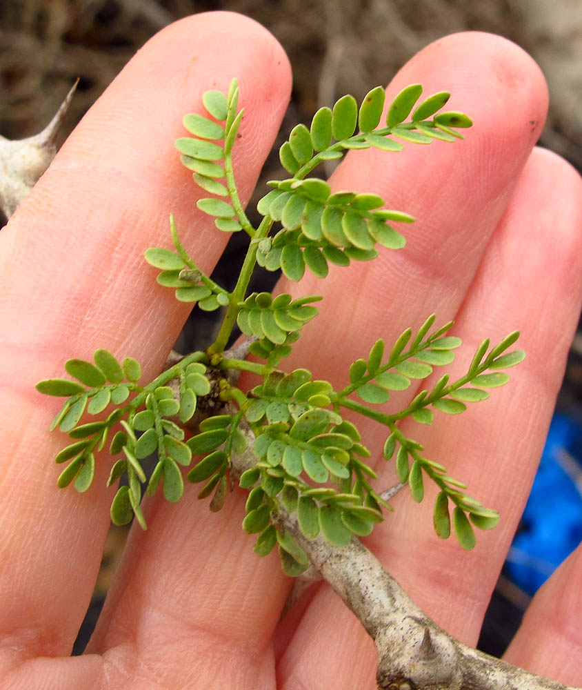 Image of Faidherbia albida specimen.