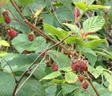 Rubus idaeus. Побеги с плодами. Кыргызстан, Иссык-Кульская обл., Григорьевское ущелье. 08.08.2011.