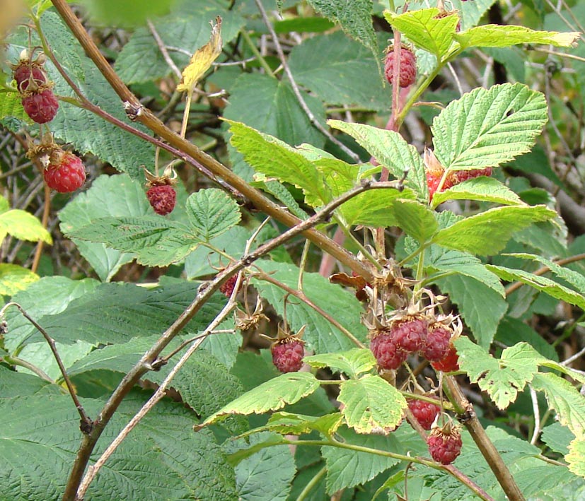 Image of Rubus idaeus specimen.