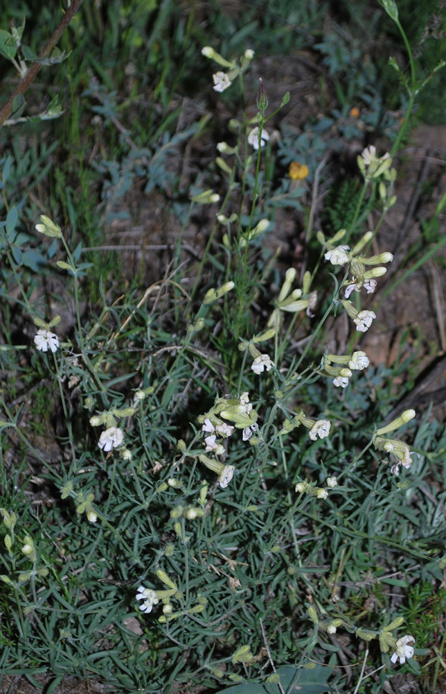 Изображение особи Silene brahuica.